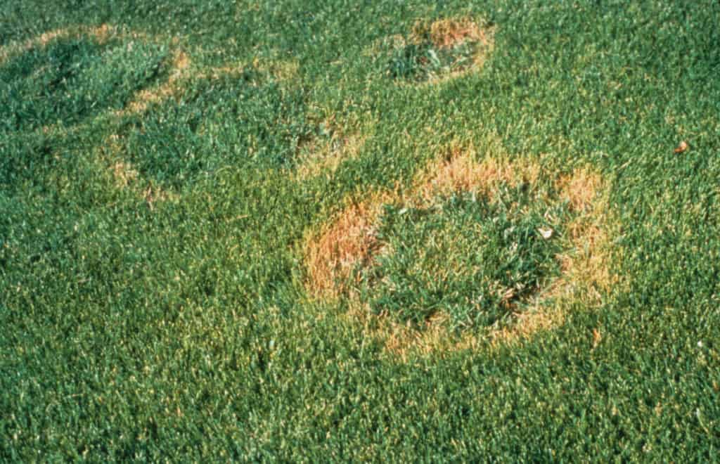 How to Deal with Grass Fungus Diseases in Your Lawn