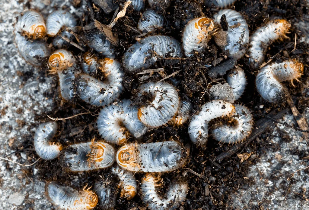 Grub and Surface Insect Control