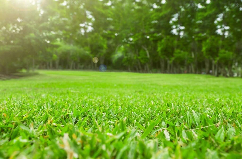 Lawn after lawn care by Go Green Lawn Care