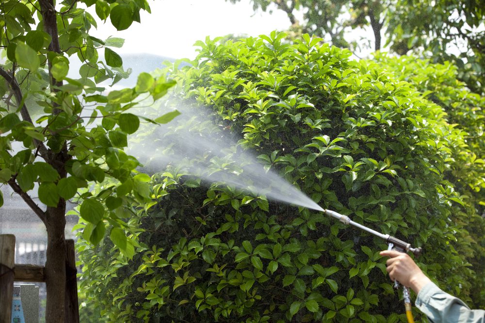 Chemical Spraying on Trees